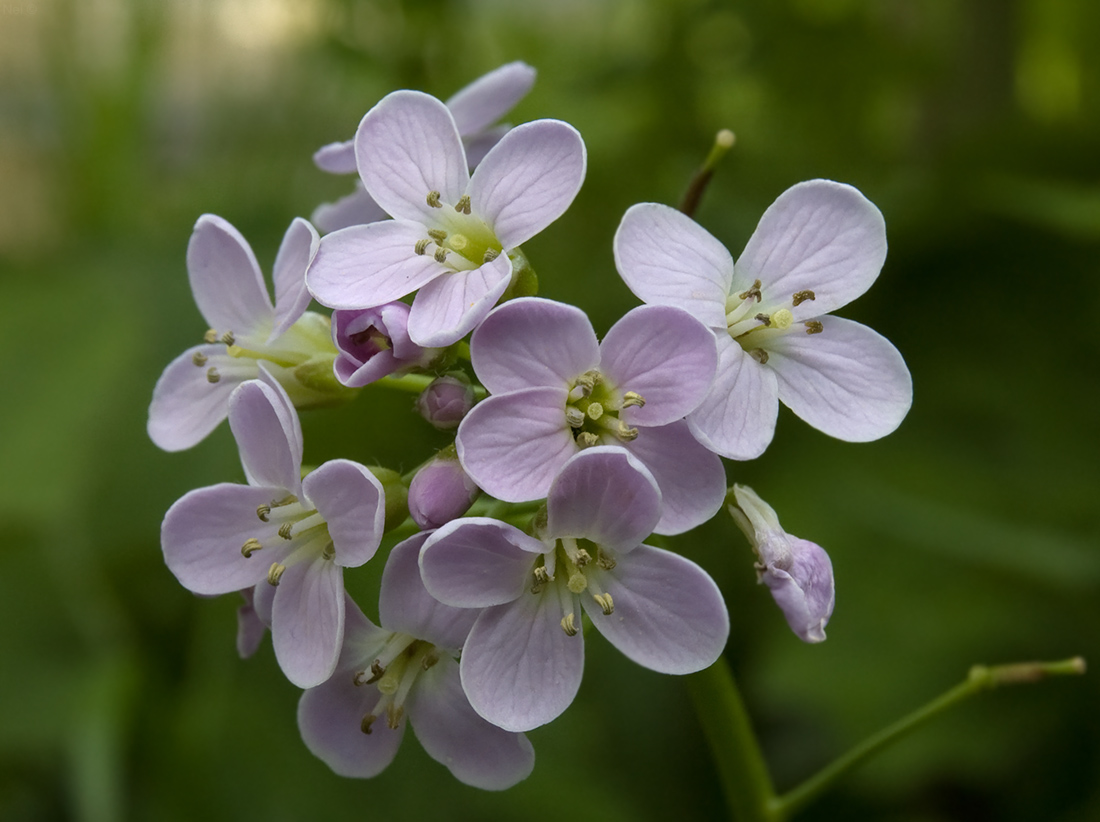 Image of Cardamine macrophylla specimen.