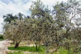 Olea europaea. Кроны плодоносящих деревьев. Израиль, лес Бен-Шемен. 20.04.2019.
