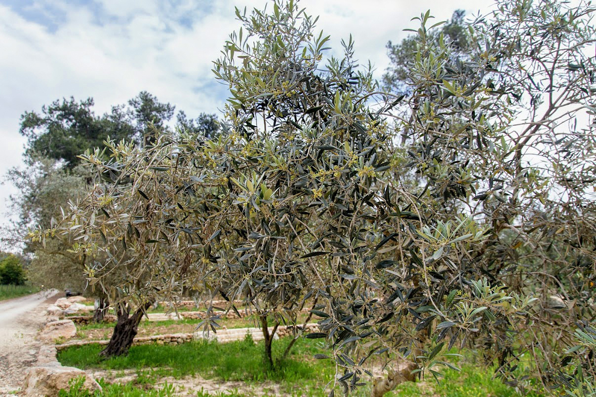 Изображение особи Olea europaea.