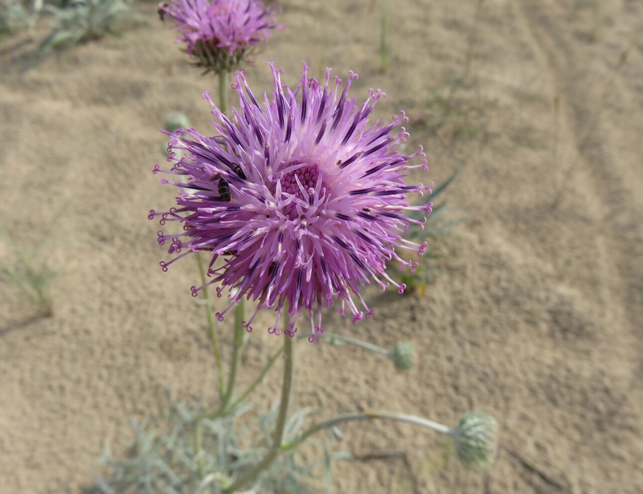 Image of Jurinea kilaea specimen.