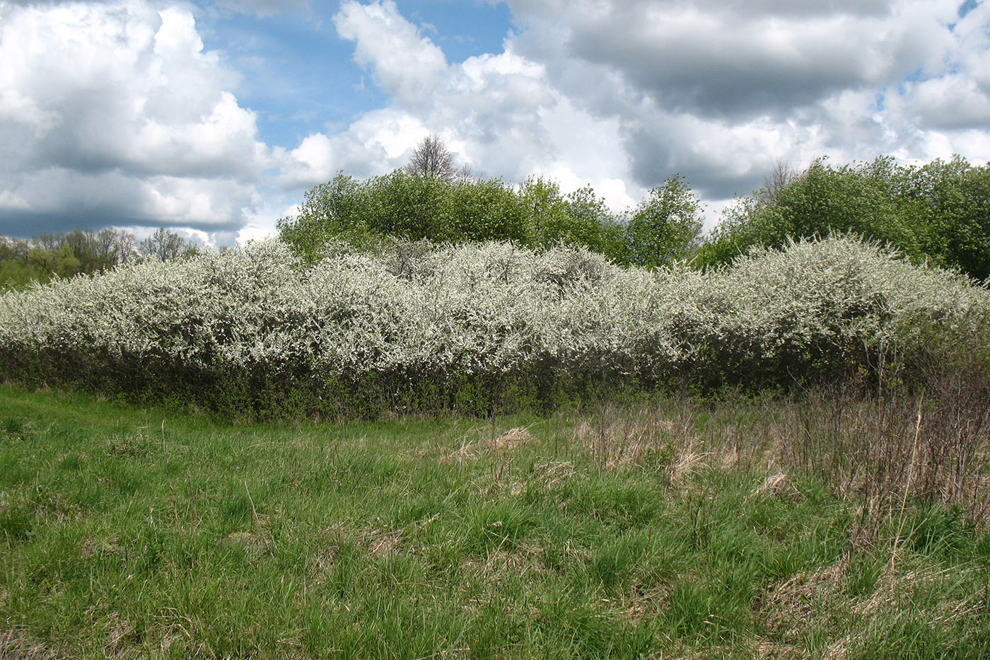 Image of Prunus spinosa specimen.