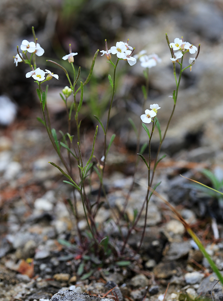 Image of Braya humilis specimen.