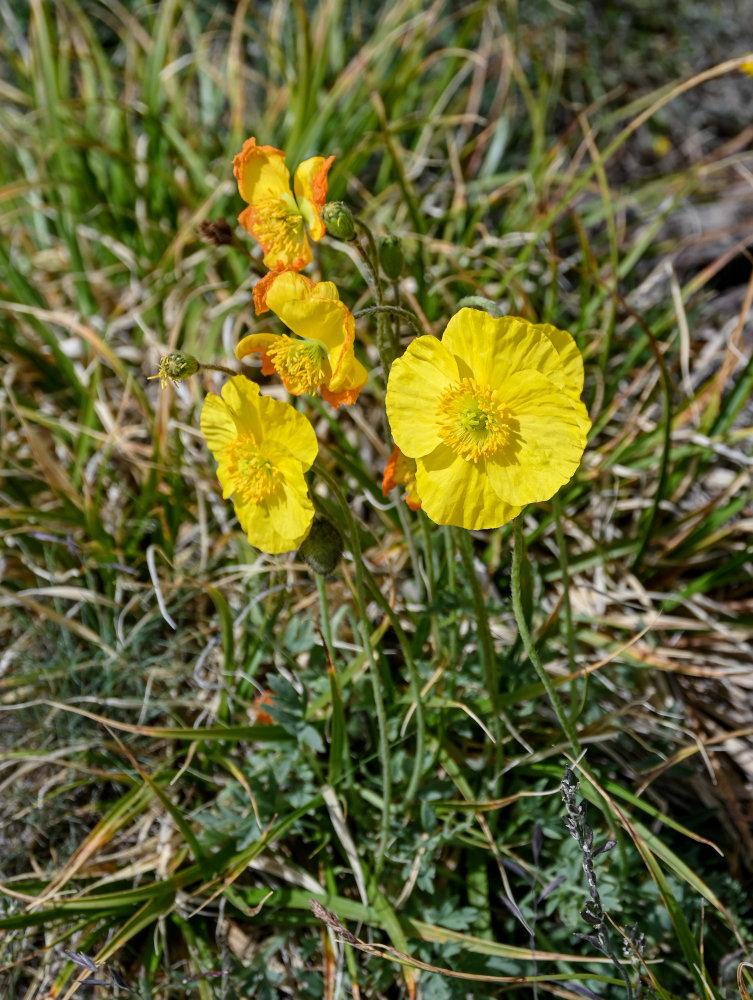 Изображение особи Papaver croceum.