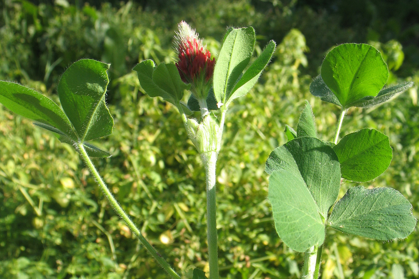 Изображение особи Trifolium incarnatum.