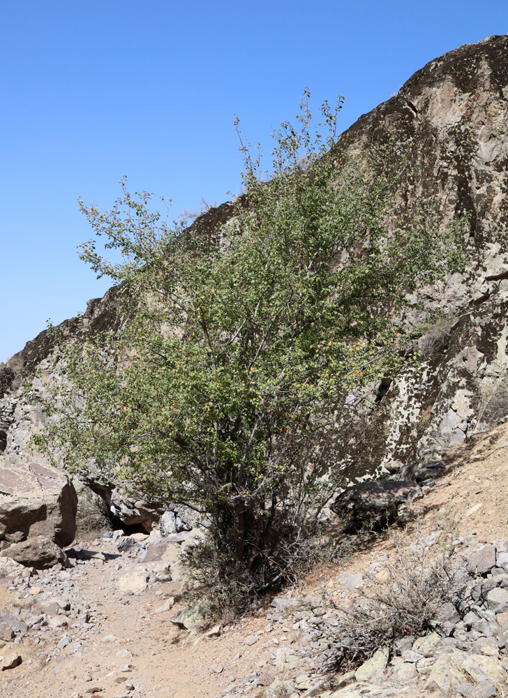 Image of Prunus sogdiana specimen.