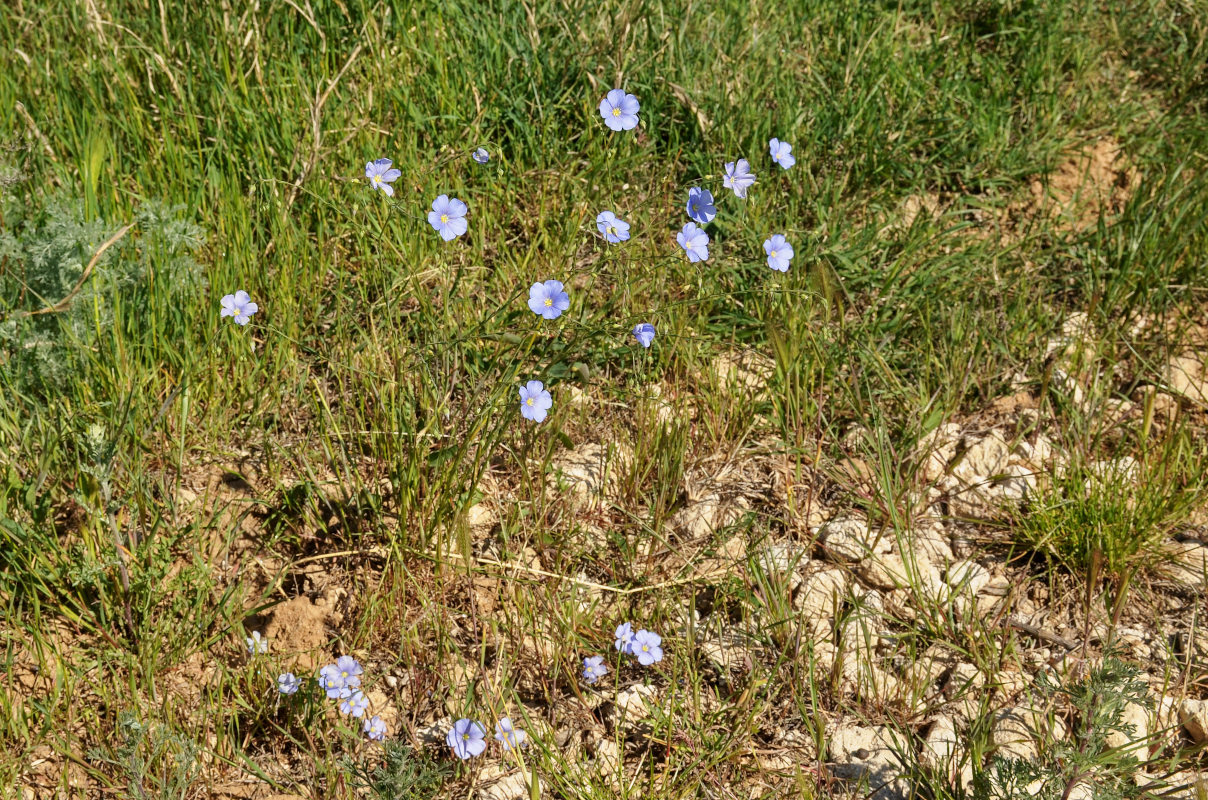 Image of Linum austriacum specimen.