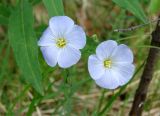 Linum komarovii. Цветки. Якутия, Мирнинский р-н, окр. пос. Светлый. 20.06.2009.