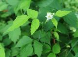 Rubus occidentalis