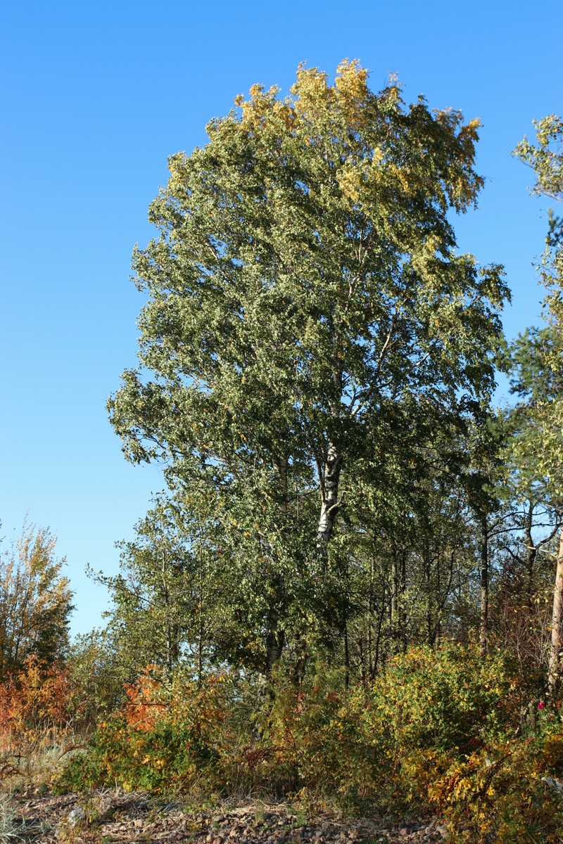 Изображение особи Betula pendula.