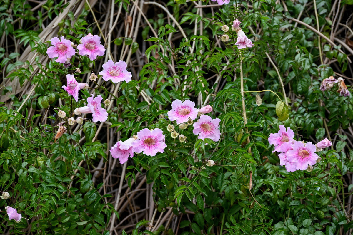 Image of Podranea ricasoliana specimen.