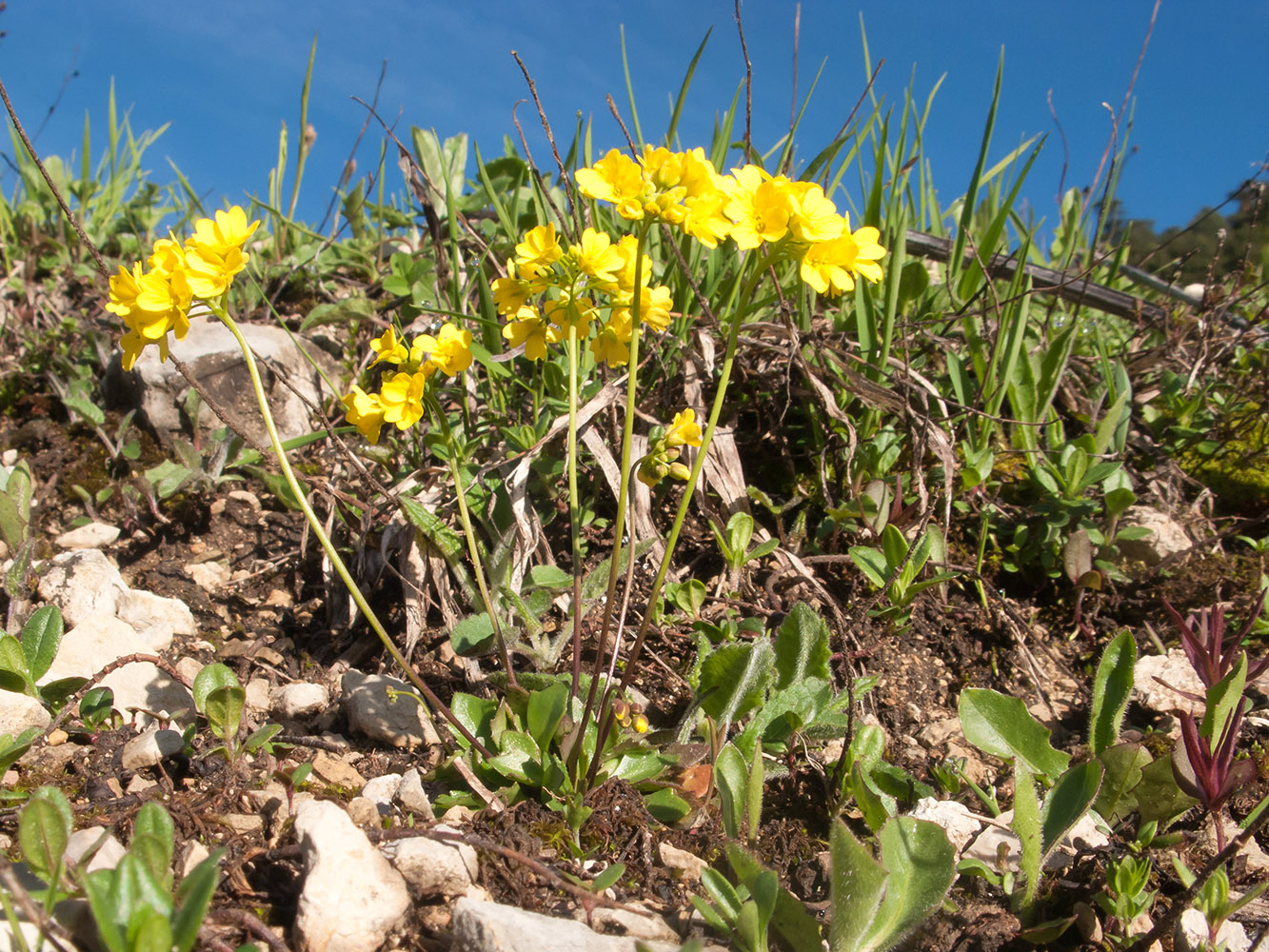 Image of Draba hispida specimen.