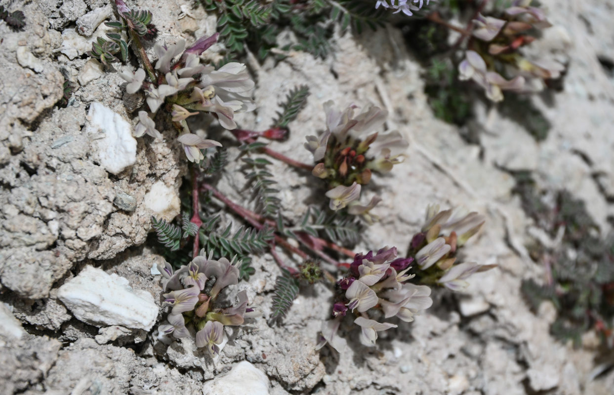 Image of genus Astragalus specimen.