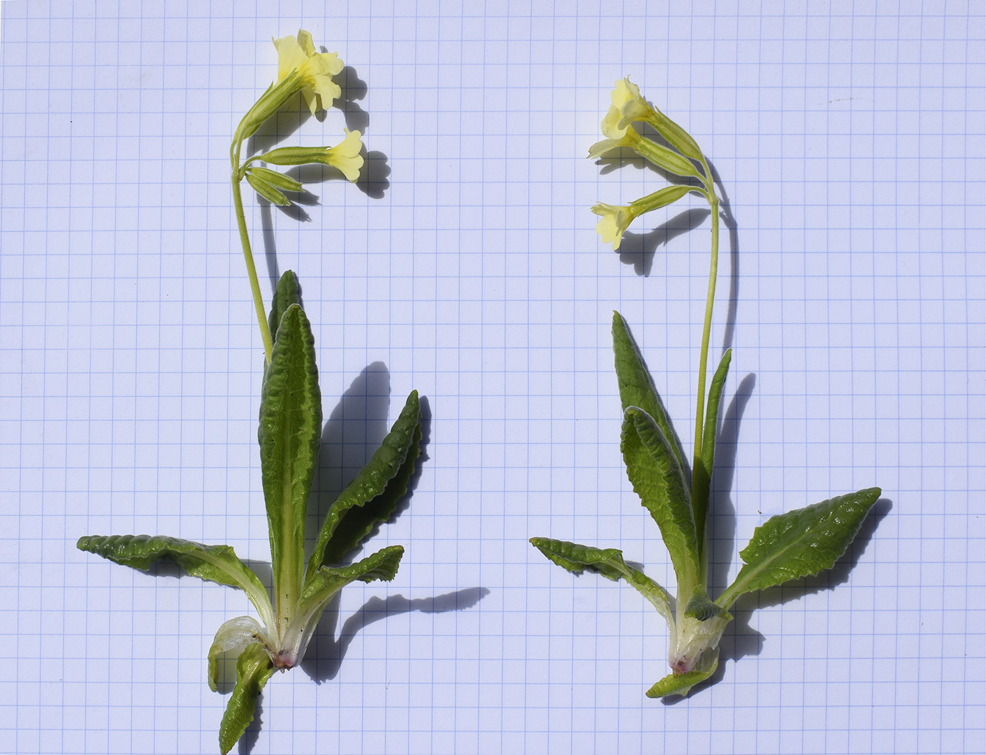 Image of Primula intricata specimen.