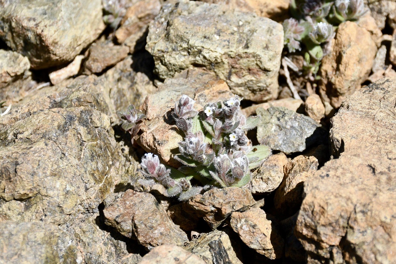 Изображение особи Myosotis pusilla.