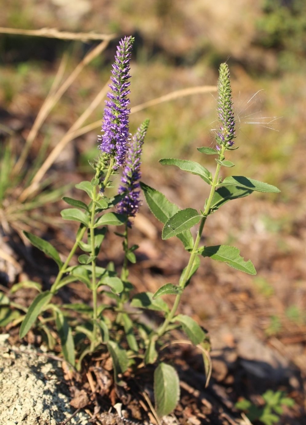 Image of Veronica spicata ssp. bashkiriensis specimen.