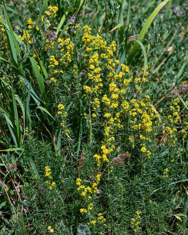 Image of Galium verum specimen.