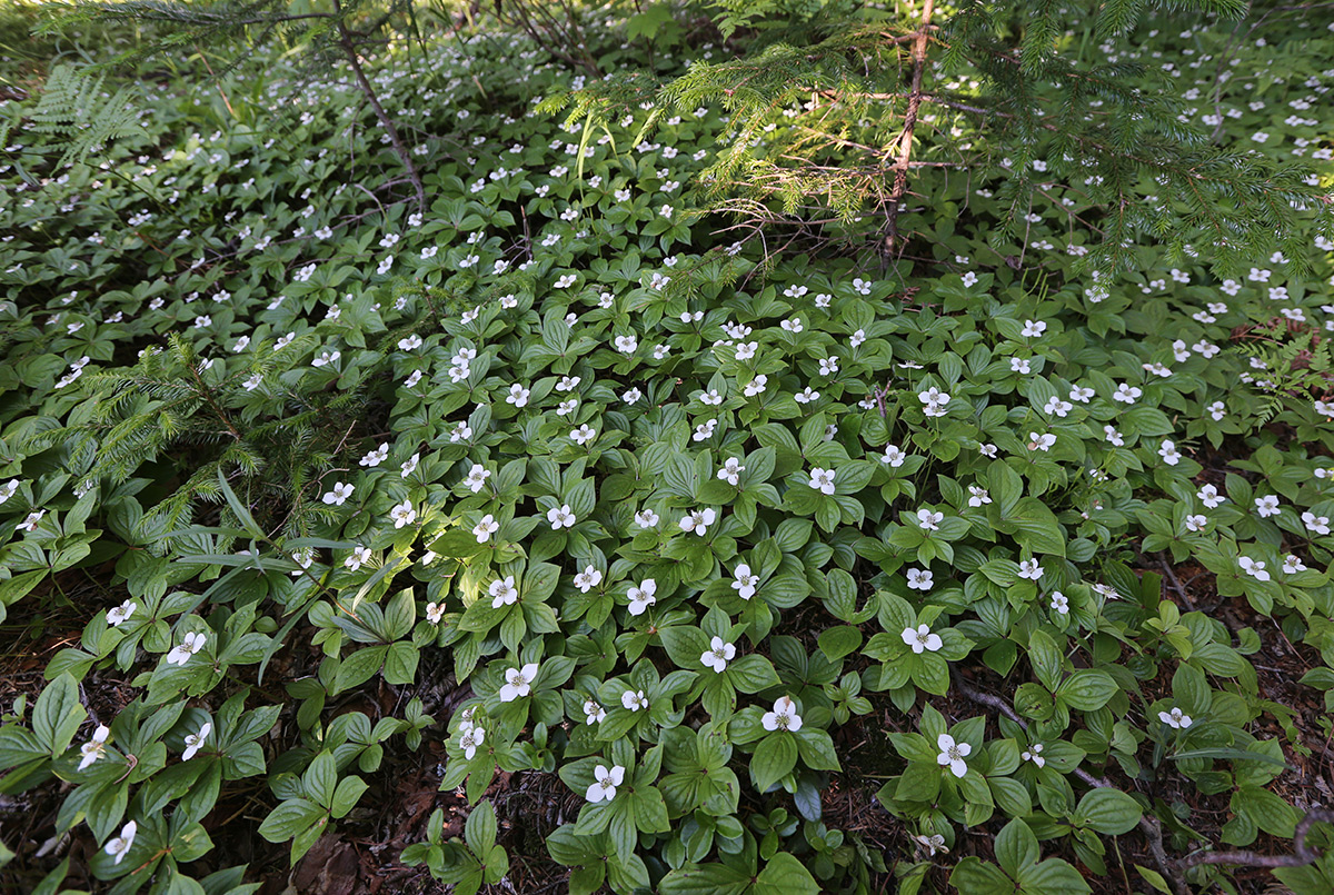 Изображение особи Chamaepericlymenum canadense.