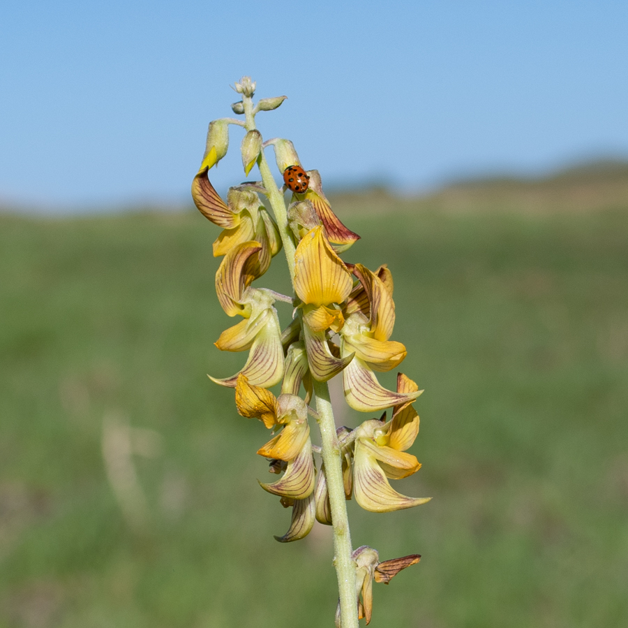 Image of Crotalaria pallida specimen.