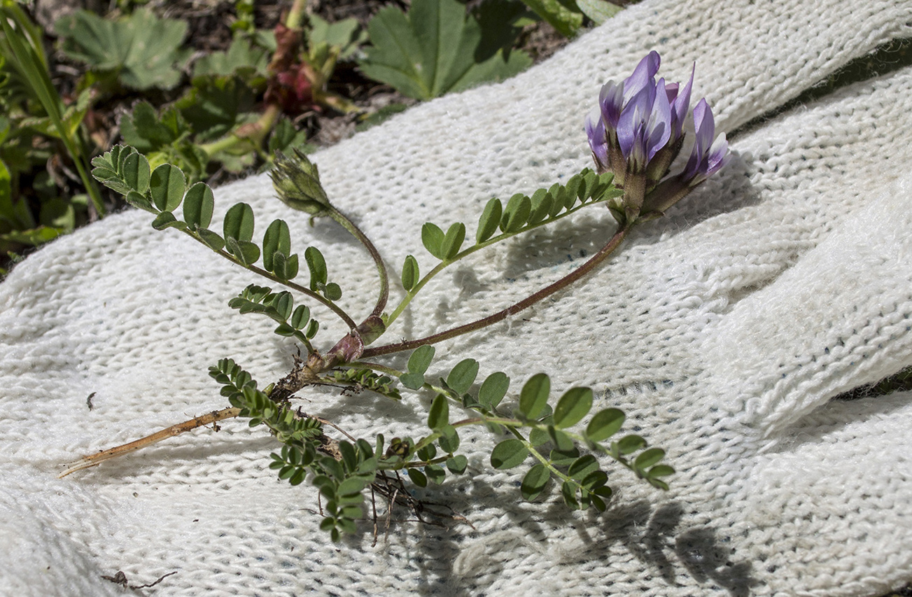 Изображение особи Astragalus oreades.