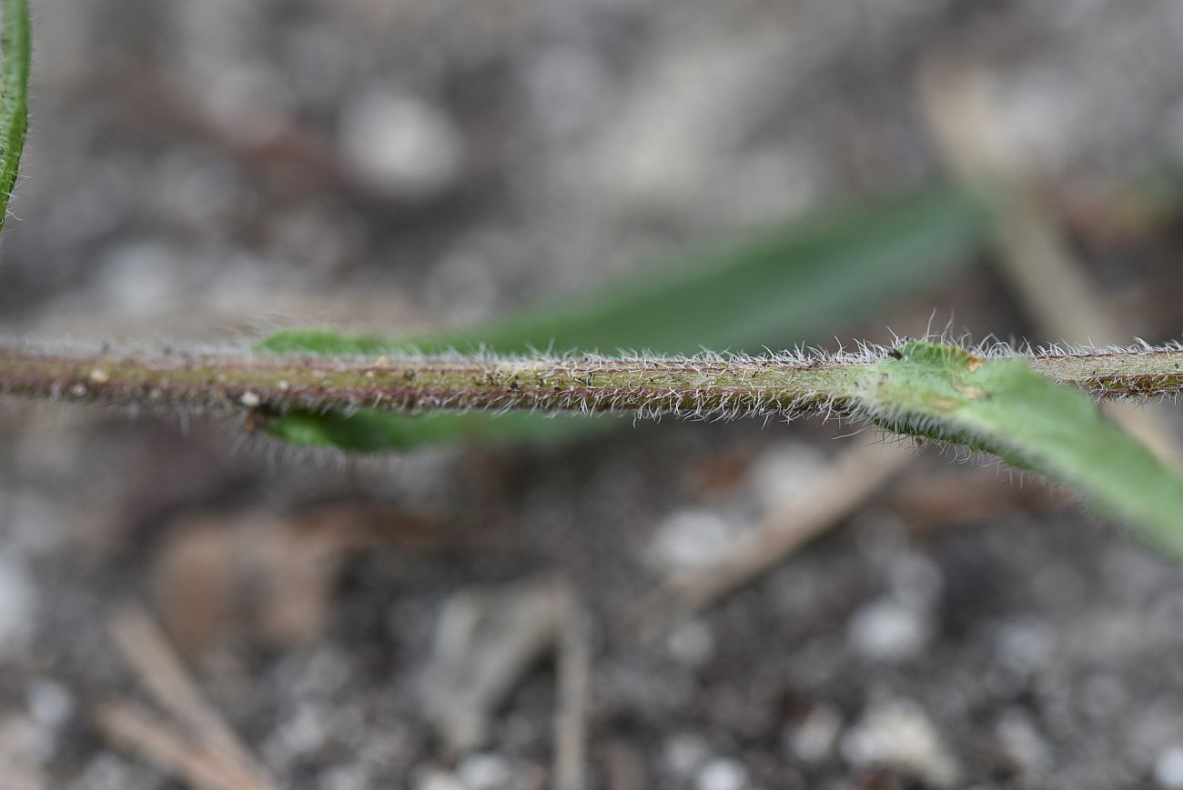 Image of Campanula sibirica specimen.