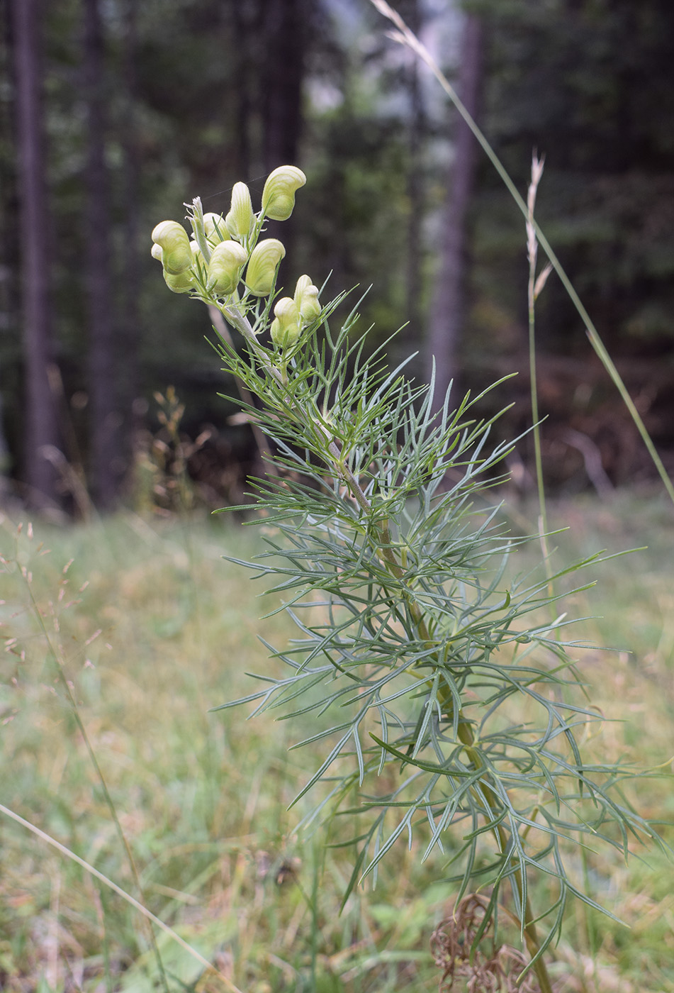 Изображение особи Aconitum anthora.