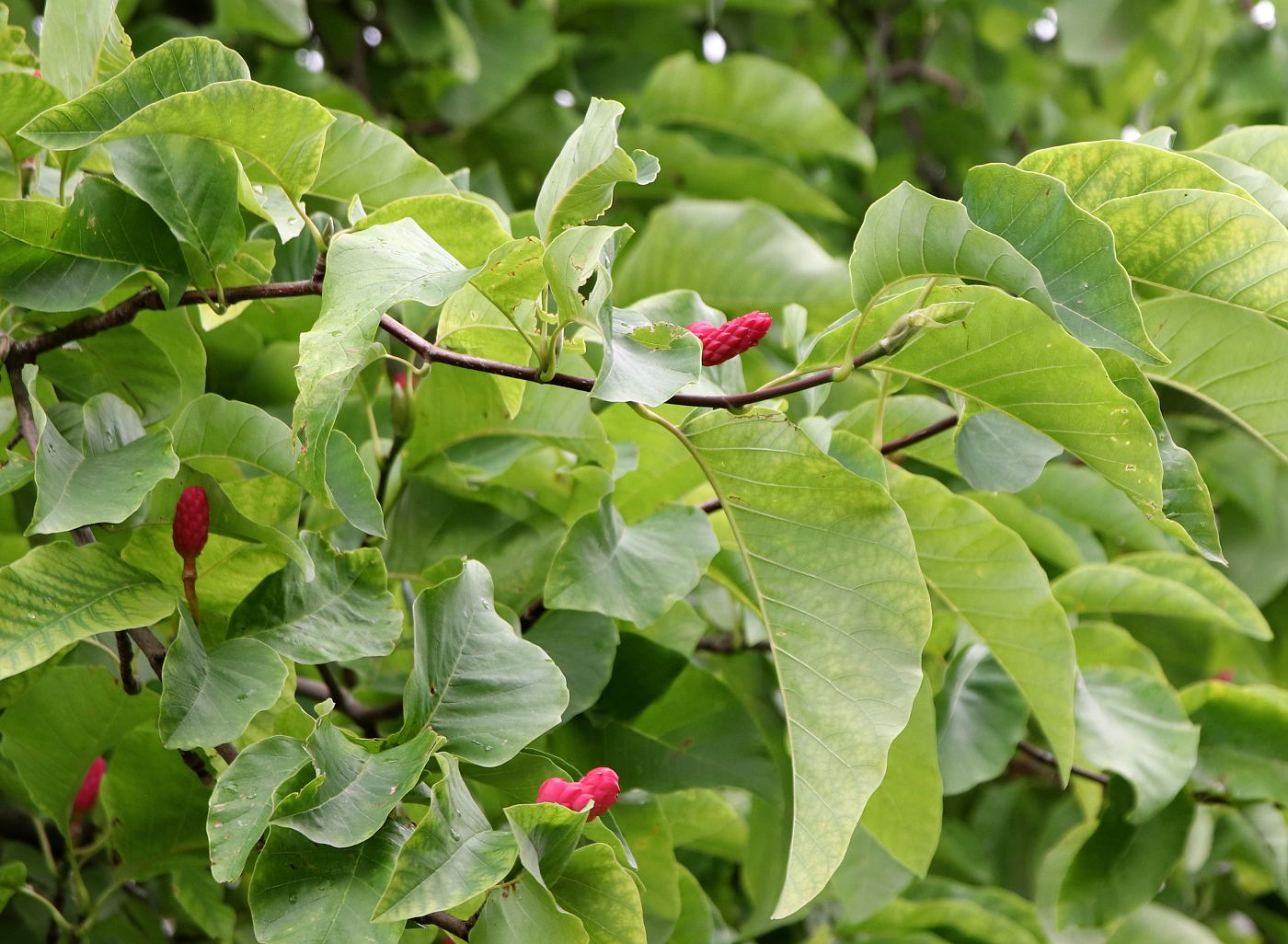 Image of Magnolia acuminata specimen.