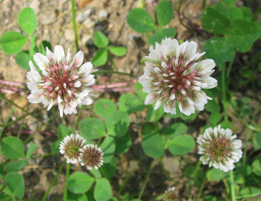 Image of Trifolium repens specimen.