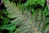 Polystichum braunii. Верхушка вайи с сорусами (вид снизу). Грузия, Имеретия, окр. водопада Ламина, широколиственный лес, каменистый участок склона. 15.06.2023.