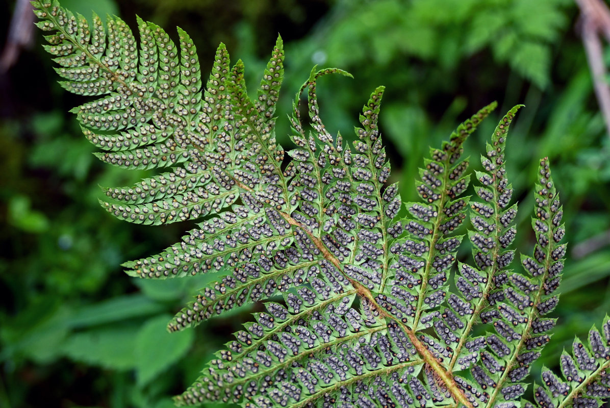 Image of Polystichum braunii specimen.