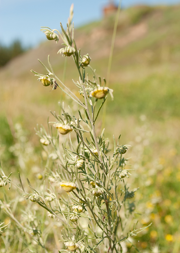 Image of Artemisia jacutica specimen.