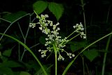 Scirpus sylvaticus