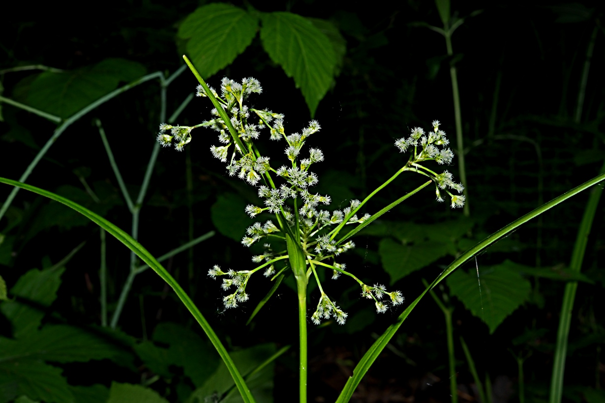 Image of Scirpus sylvaticus specimen.