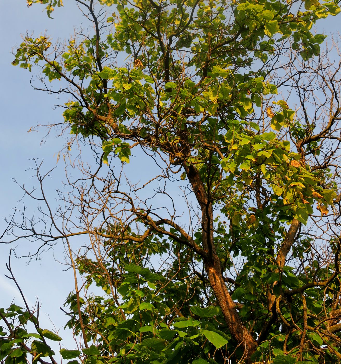 Image of Catalpa bignonioides specimen.