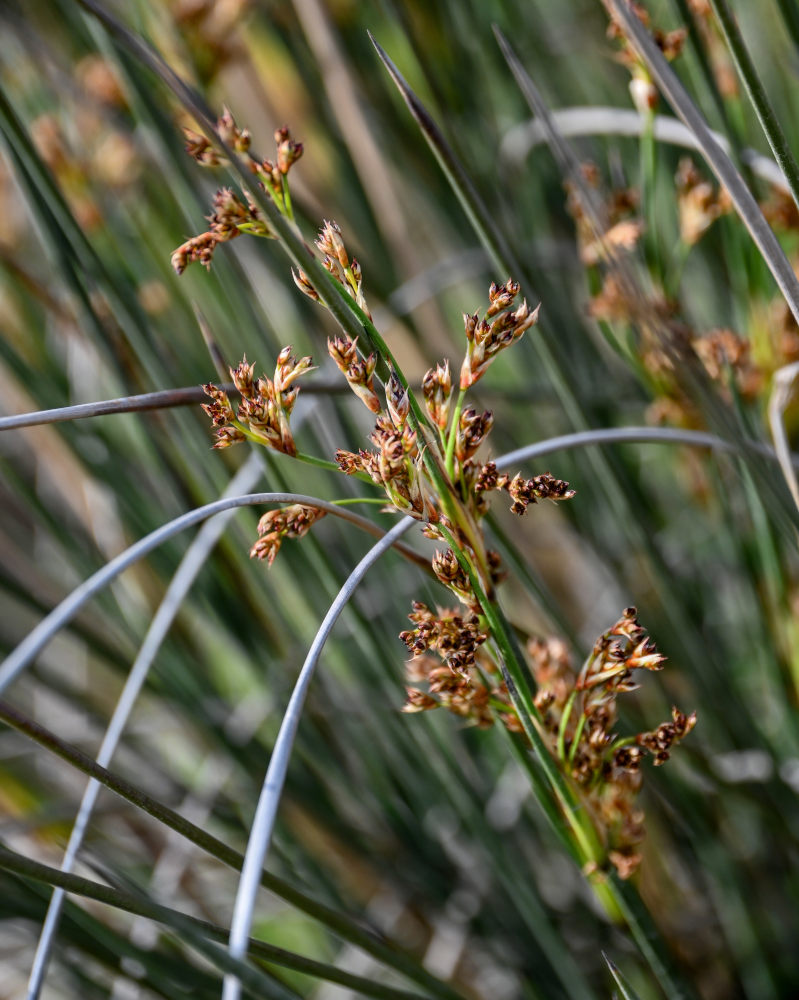 Image of Juncus acutus specimen.