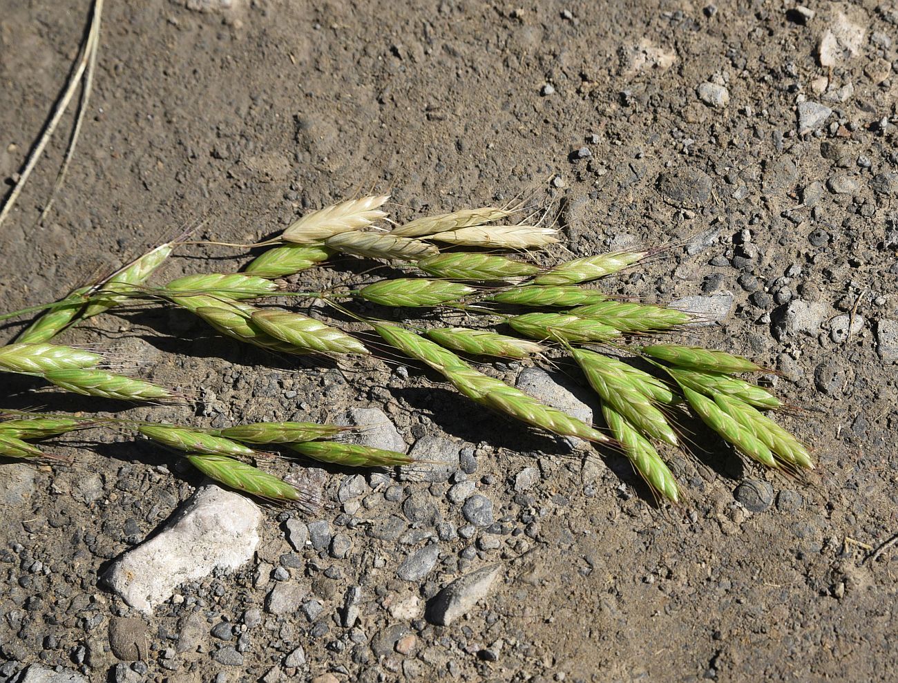 Image of genus Bromus specimen.