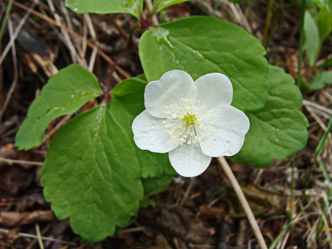 Изображение особи Anemone udensis.