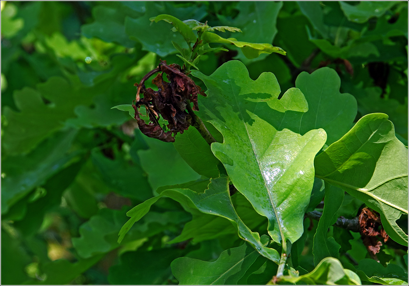 Изображение особи Quercus robur.