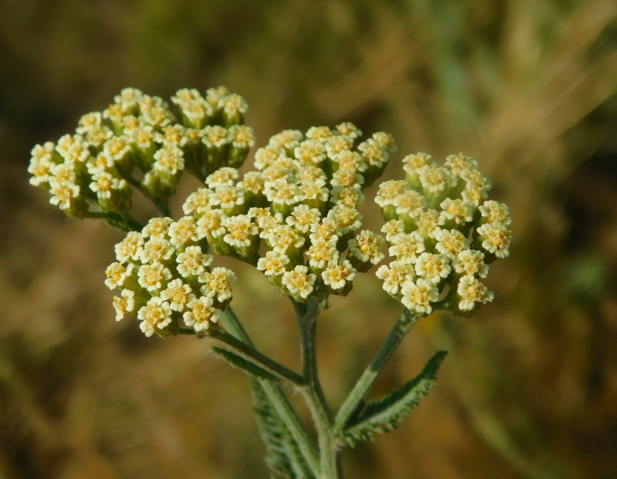 Image of Achillea &times; submicrantha specimen.