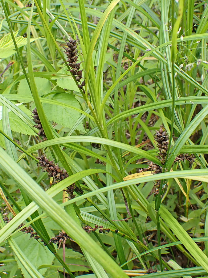 Изображение особи род Carex.