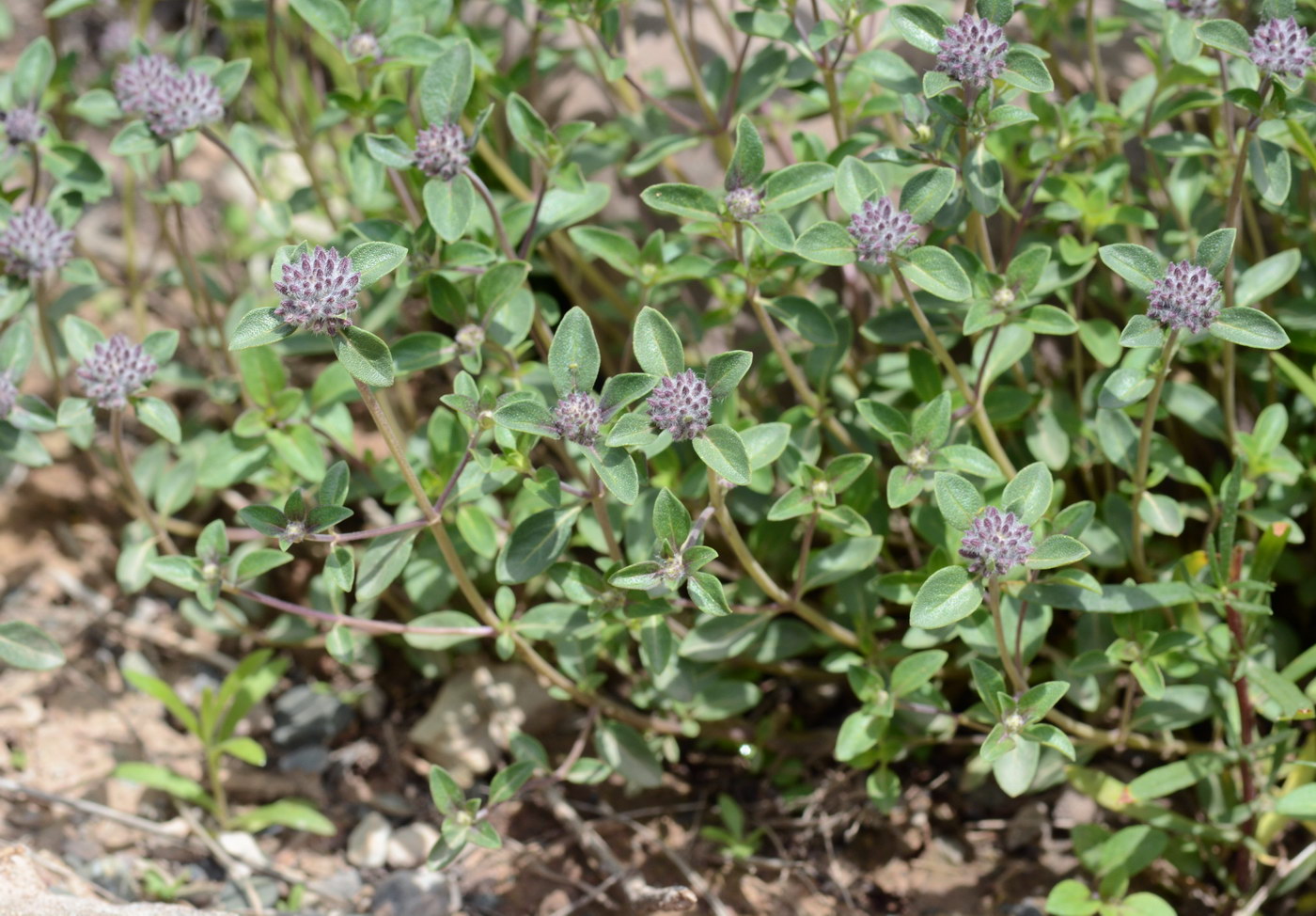 Image of Ziziphora pamiroalaica specimen.