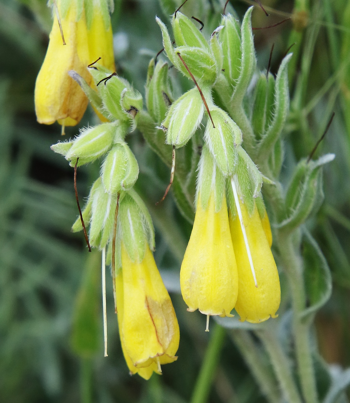 Image of Onosma taurica specimen.