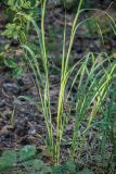 Molinia caerulea. Нижняя часть растения. Воронежская обл., Воронежский заповедник, смешанный лес. 11.07.2024.