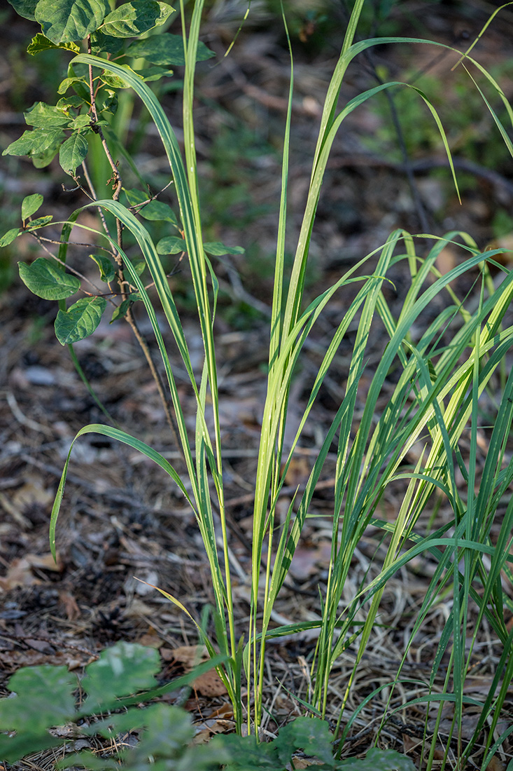 Image of Molinia caerulea specimen.