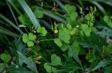 Oxalis stricta. Верхушка цветущего и плодоносящего растения (рядом видна часть побега Artemisia vulgaris). Московская обл., окр. г. Железнодорожный, долина р. Чёрная, у дороги. 26.08.2024.