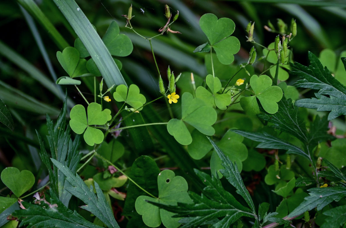 Изображение особи Oxalis stricta.