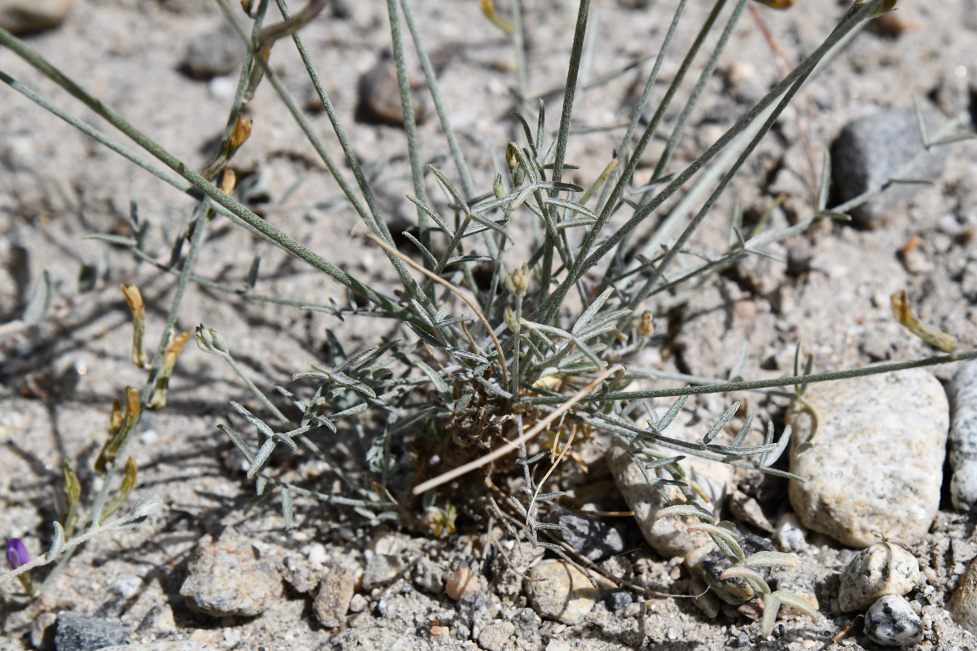 Изображение особи Astragalus intarrensis.