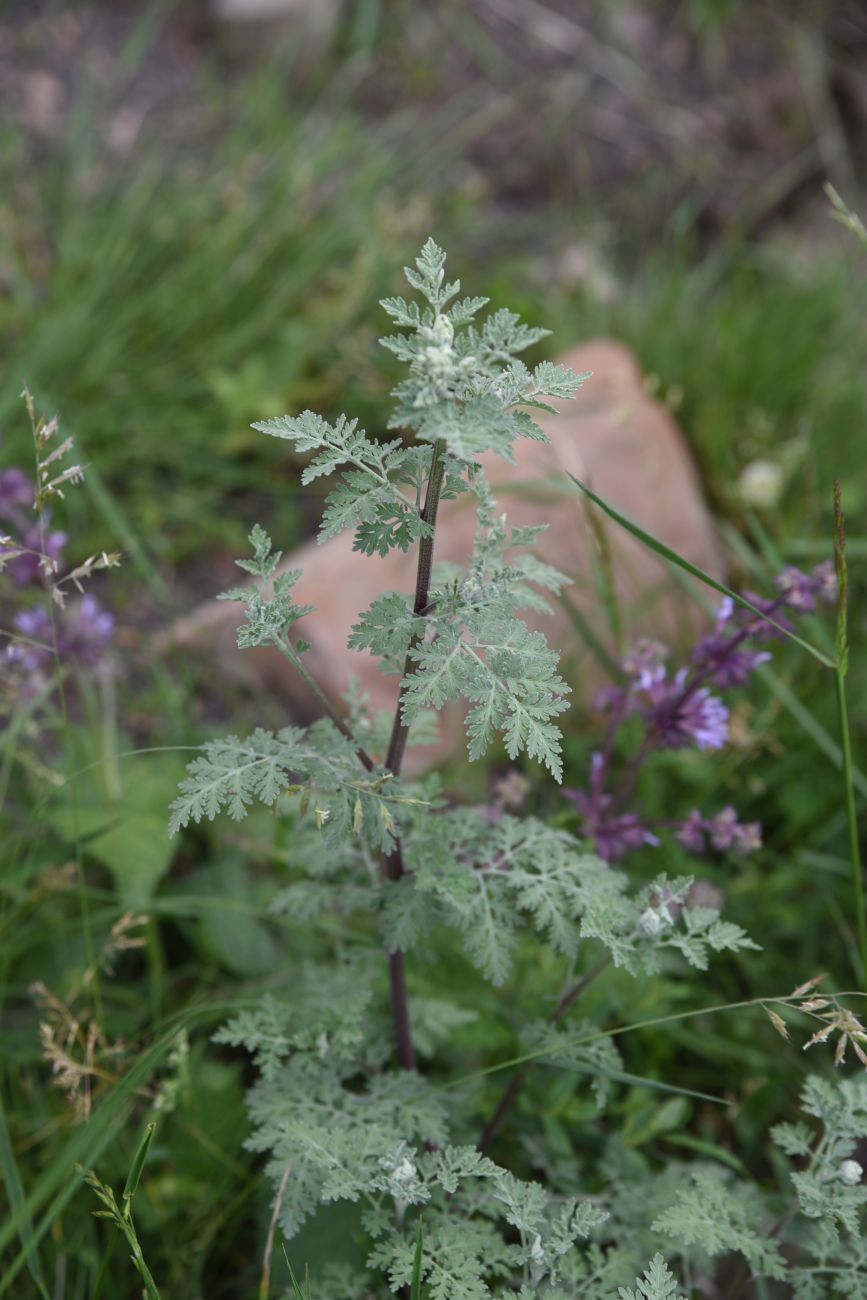 Image of Pyrethrum demetrii specimen.