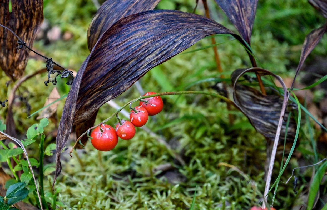 Изображение особи Convallaria majalis.