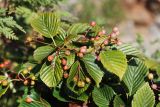 Sorbus alnifolia. Листья и незрелые соплодия. Приморский край, окр. г. Находка, каменистый склон у моря. 17.09.2024.