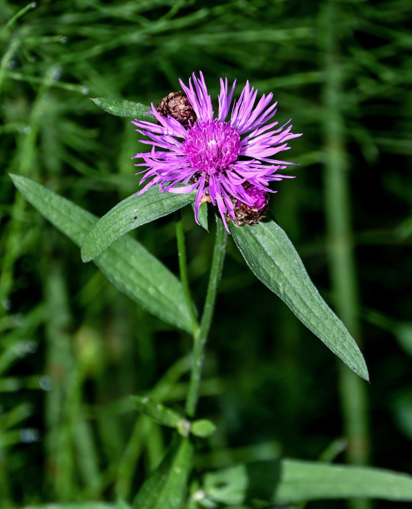 Image of Centaurea jacea specimen.